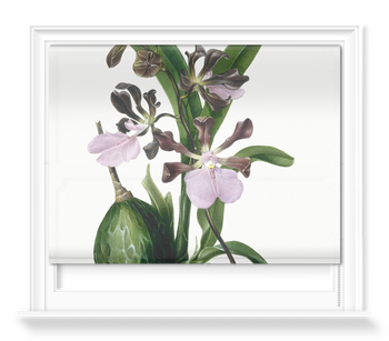 'Orchid ñ Epidendrum Macrochilum Roseum' Roller Blind