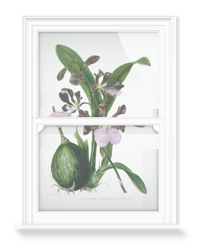 'Orchid ñ Epidendrum Macrochilum Roseum' Decorative Window Film