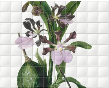 'Orchid ñ Epidendrum Macrochilum Roseum' Ceramic Tile Mural