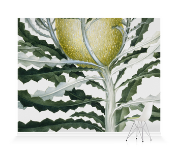 'Banksia Speciosa' Wallpaper Mural