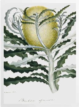 'Banksia Speciosa' Art Prints