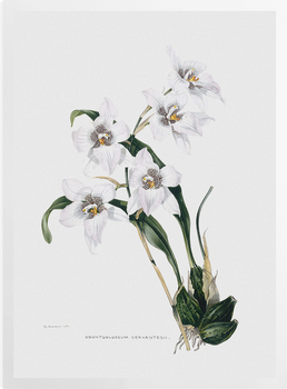 'Orchid ñ Odontoglossum Cervantesii' Art Prints