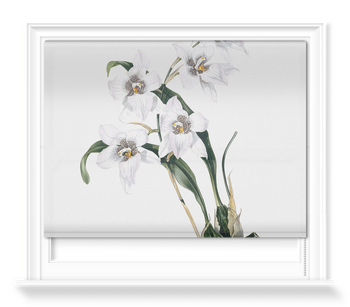 'Orchid ñ Odontoglossum Cervantesii' Roller Blind