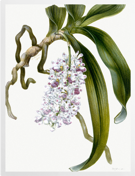 'Orchid Study' Art Prints