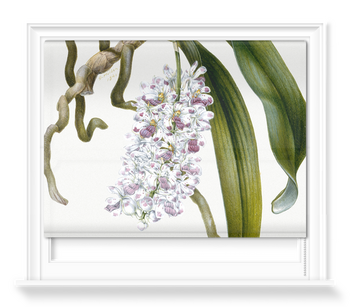 'Orchid Study' Roller Blind