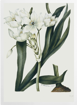'Botanical Illustration' Art Prints
