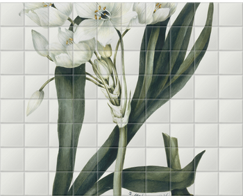 'Botanical Illustration' Ceramic Tile Mural