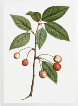 'Cherry' Art Prints