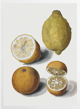 'Orange and Lemons' Art Prints