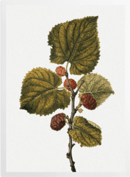 'Mulberry' Art Prints