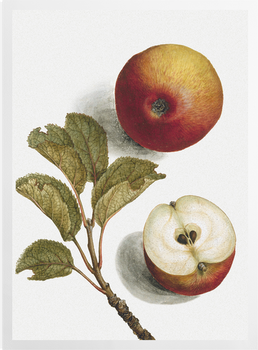 'Apples' Art Prints