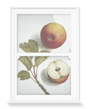 'Apples' Decorative Window Film
