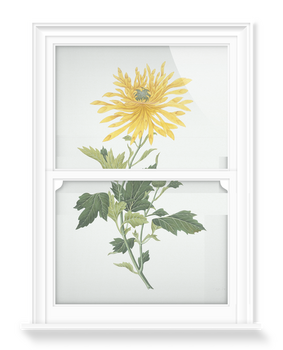 'Study of a Chrysanthemum' Decorative Window Film