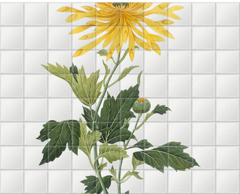 'Study of a Chrysanthemum' Ceramic Tile Mural