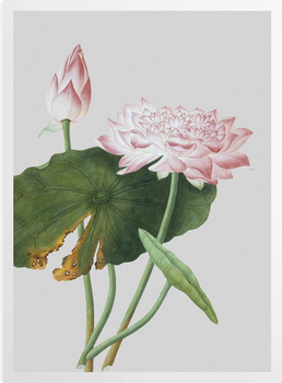 'Lotus' Art Prints
