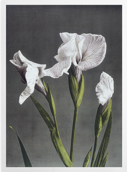 'Iris Kaempferi II' Art Prints