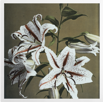 'Lily' Art Prints