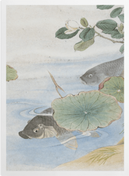 'Grey Fish, Water Lily and White Flower' Art Prints