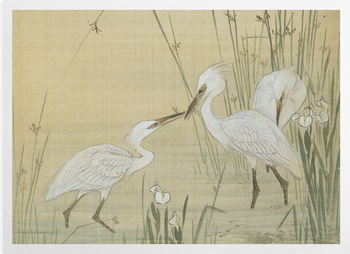 'Egrets amongst Reeds' Art Prints