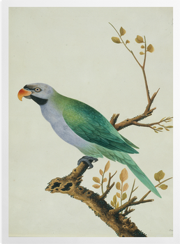 'Derbyan Parakeet' Art Prints