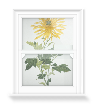 'Chrysanthemum' Decorative Window Film