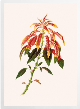 'Poinsettia flowering shrub' Art Prints