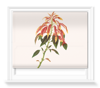 'Poinsettia flowering shrub' Roller Blind