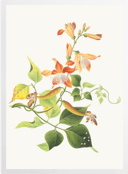 'Botanical Illustration' Art Prints