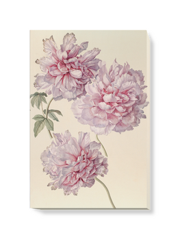 'Drawing of Peonies' Canvas Wall Art