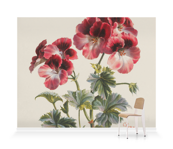 'Geraniums' Wallpaper Murals