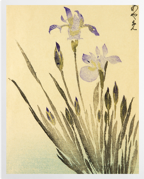 'Kitao Irises' Art Prints
