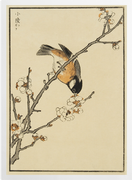 'Sakura (Framed)' Art Prints