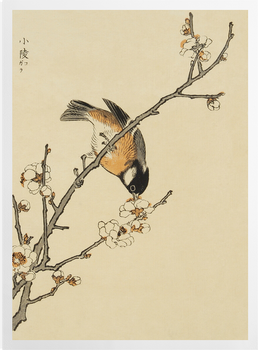 'Sakura' Art Prints