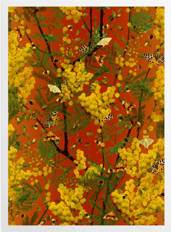 'Mimosa' Art Prints