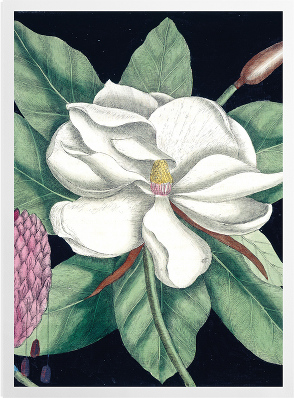 'Magnolia II' Art Prints