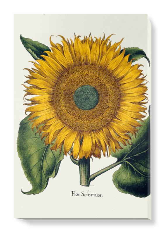 'Sunflower' Canvas Wall Art