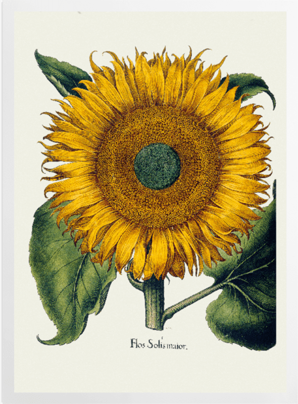 'Sunflower' Art Prints