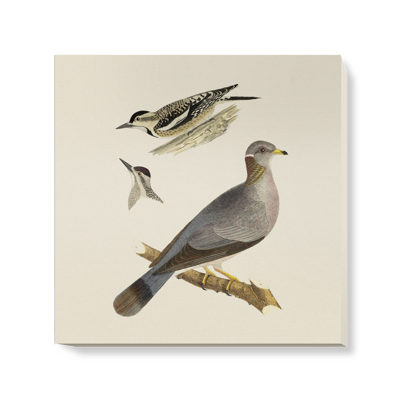 'Woodpeckers and Pigeon' Canvas Wall Art