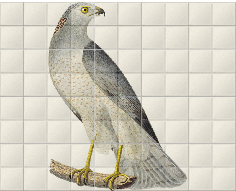 'Blue Hawk or Hen Harrier' Ceramic Tile Mural