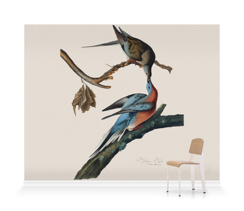 'Male and female Passenger pigeon' Wallpaper Mural