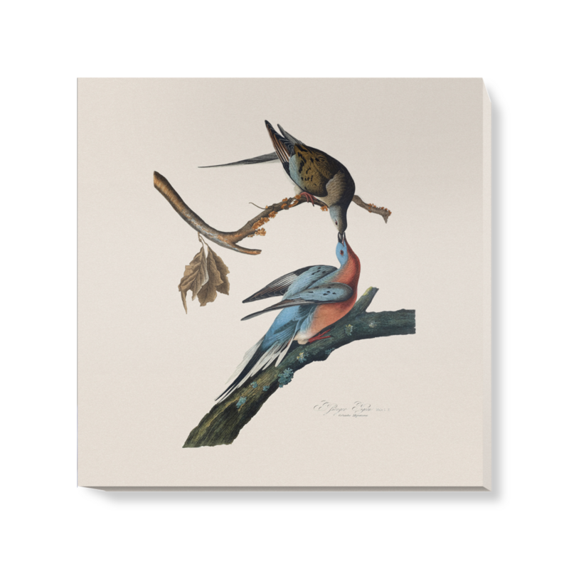 'Male and female Passenger pigeon' Canvas Wall Art