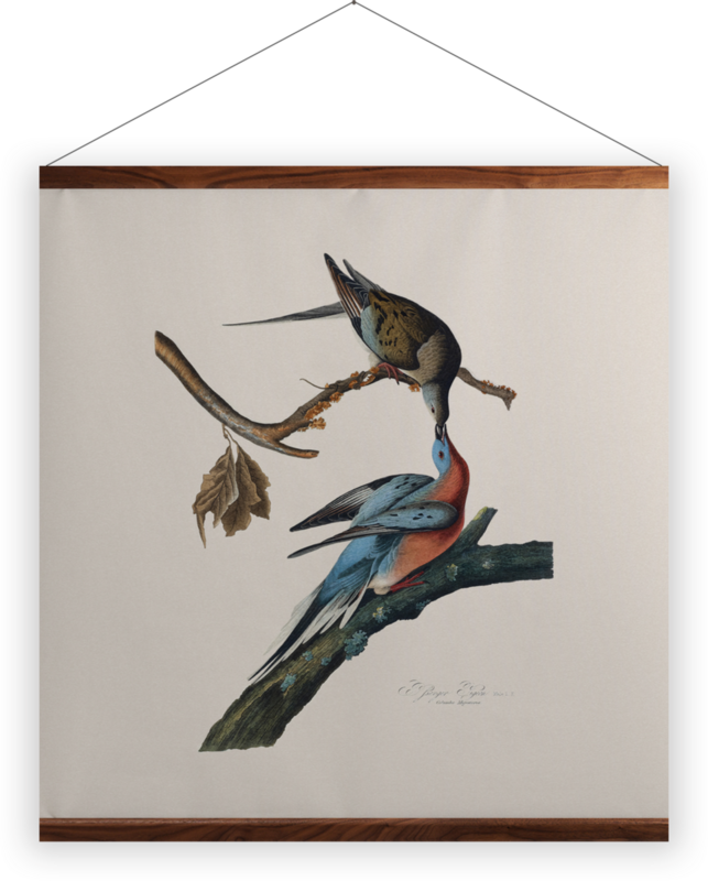 'Male and female Passenger pigeon' Wall Hangings