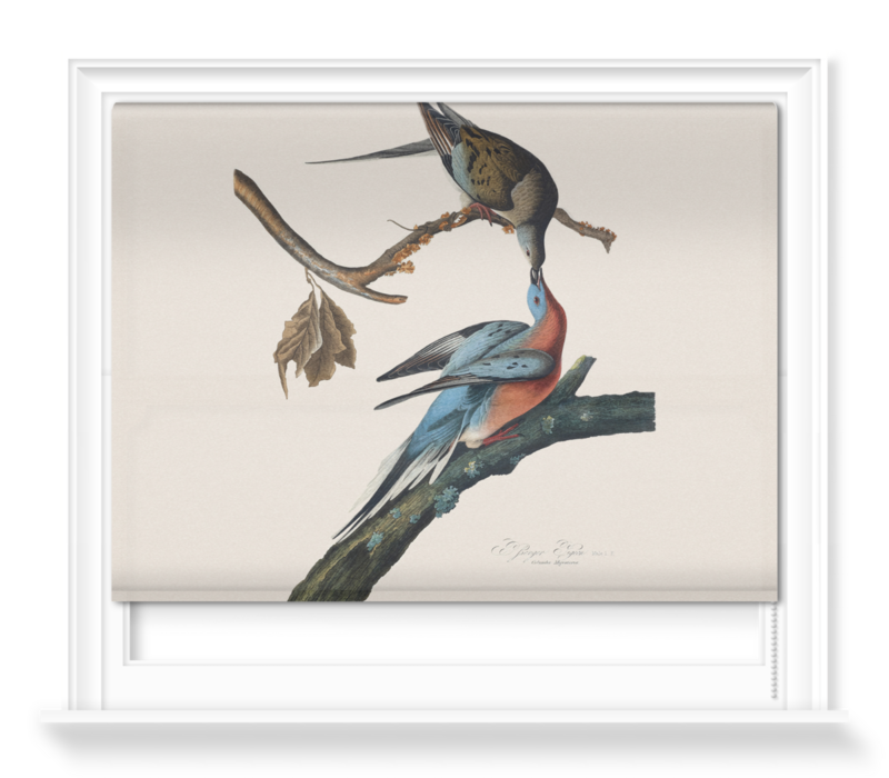 'Male and female Passenger pigeon' Roller Blind