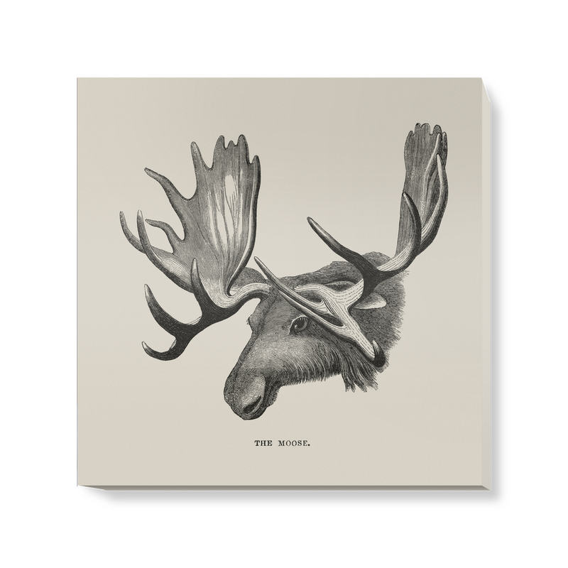 'The Moose' Canvas Wall Art