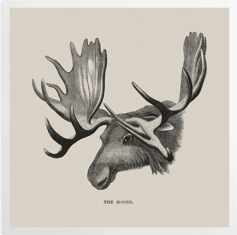 'The Moose' Art Prints