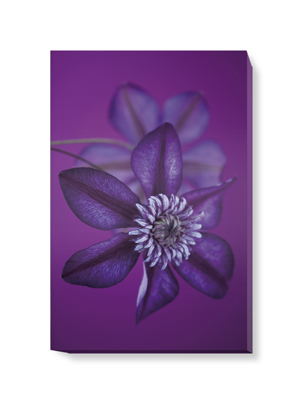 'Clematis Cassis I' Canvas Wall Art