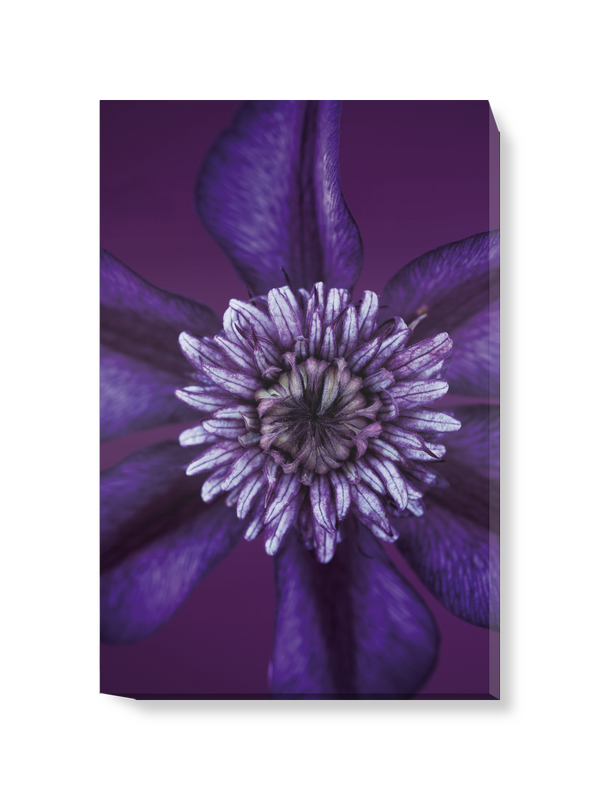 'Clematis Cassis II' Canvas Wall Art