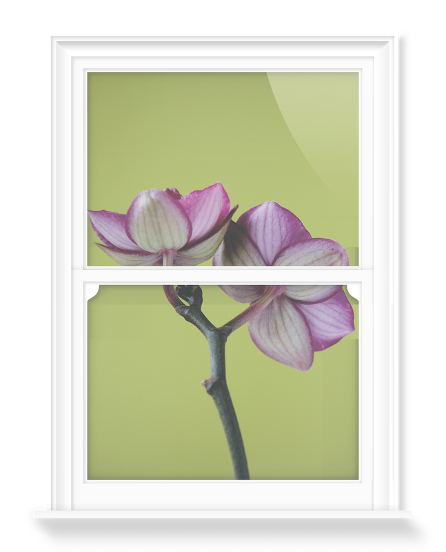 'A Doritaenopsis Orchid III' Decorative Window Film