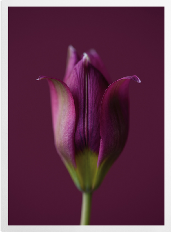 'Tulipa Humilis' Art Prints