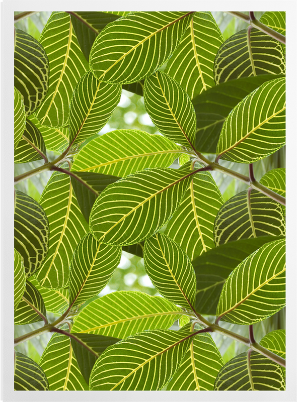 'Safari Leaf' Art Prints
